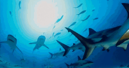a group of sharks swimming in the ocean