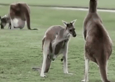 Summer State Of Mind GIF - Kangaroos Animals Funny GIFs