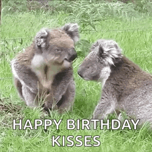 two koalas are standing next to each other in the grass and kissing .