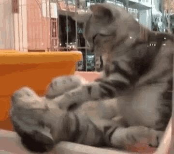 a kitten is laying on its back in a plastic box .