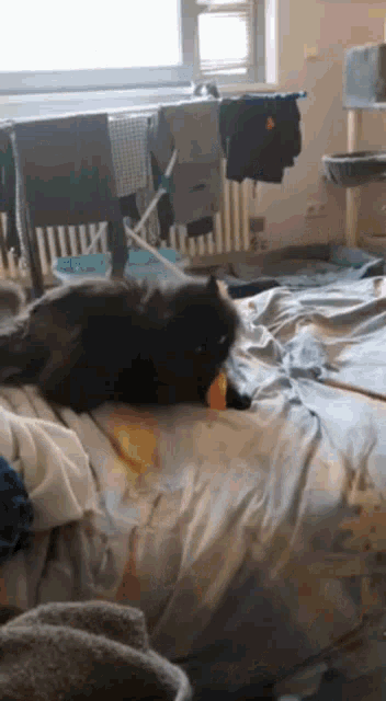 a black cat is laying on a bed with clothes hanging on a clothesline .
