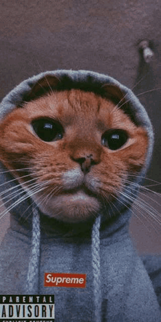 a cat is wearing a supreme hoodie on a parental advisory cover .
