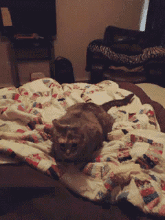 a cat is laying on a bed with a blanket on it