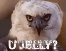 Keanu Owl GIF - Keanu Owl U Jelly GIFs