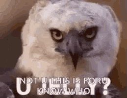 a close up of an owl with the words `` not u this is foru know who ? '' written on it .