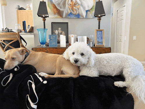 two dogs are laying next to each other on a couch with a sign that says " you are loved "