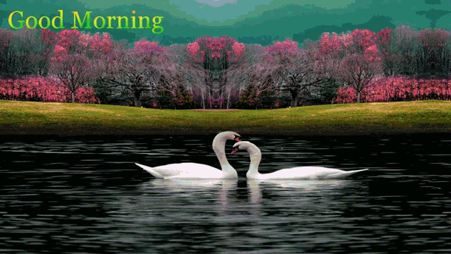 two swans are kissing in a lake with the words good morning written above them