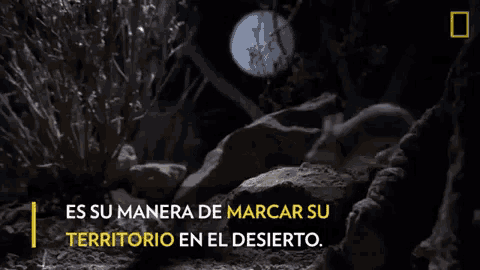 a cat is howling in the dark with the words es su manera de marcar su