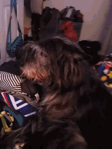 a dog laying on top of a pile of clothes with the letter a on the bottom