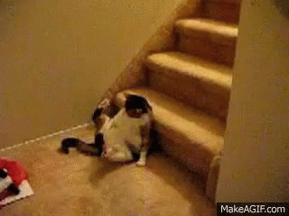 Cat Stairs GIF - Cat Stairs Relaxed GIFs