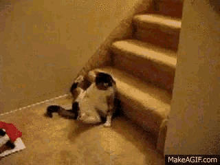 a cat is sitting on a set of stairs with makeagif.com written on the bottom