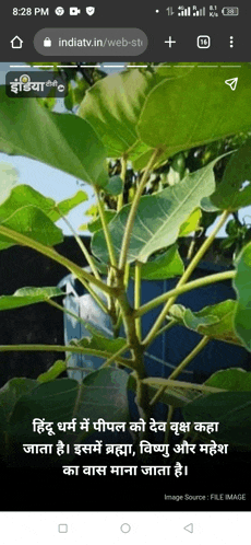 a phone screen shows a picture of a plant with a caption in a foreign language