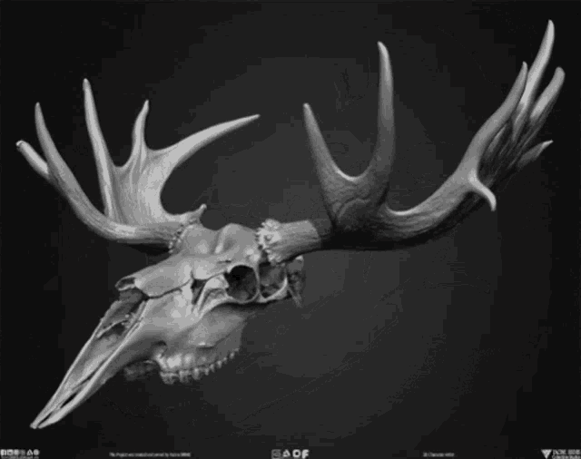 Animal Skulls GIF - Animal Skulls Yacine GIFs