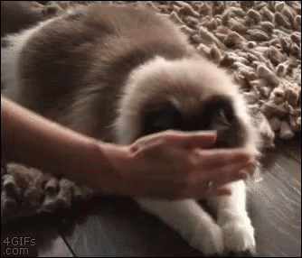Cat Looking GIF - Cat Looking Hand GIFs