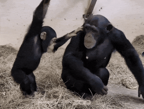 two chimpanzees are playing with each other and one is scratching the other 's head
