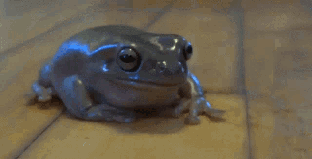 a close up of a frog sitting on a wooden surface .