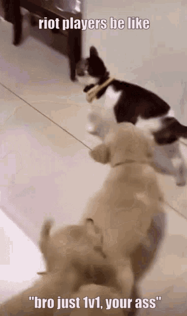 a picture of two dogs and a cat with the caption " riot players be like "