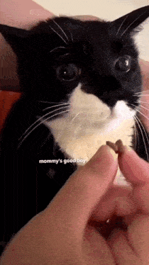 a black and white cat is being fed by a person with the words mommy 's good boy visible