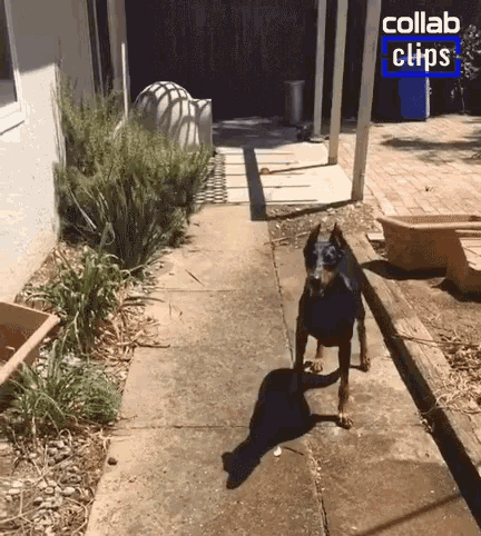 Dog Catching Water Dog GIF