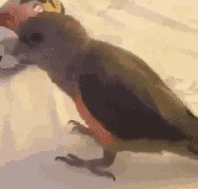 a small bird with a yellow sticker on its head is standing on a bed .