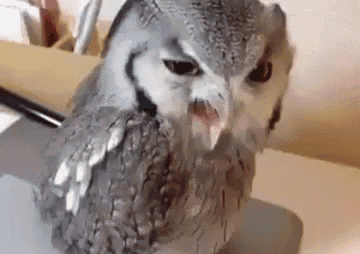 a gray and white owl is sitting on a table with its beak open .