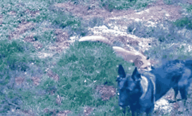 a dog and a fox are standing in a field