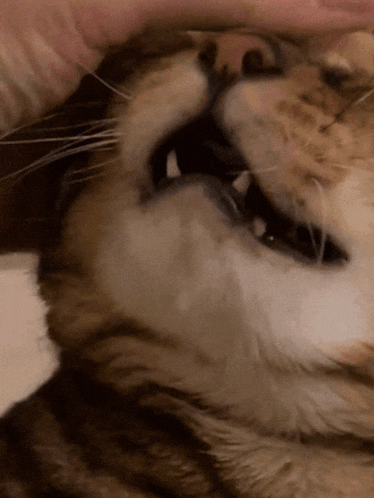 a close up of a cat 's mouth with its teeth showing