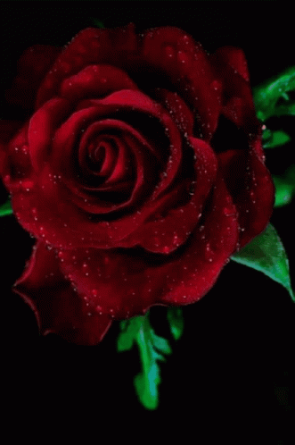 Rose Red Rose GIF - Rose Red Rose Smile GIFs