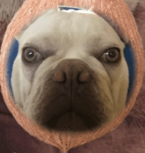 a close up of a dog 's face with a pink hat on