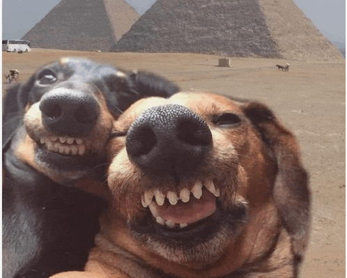 two dogs are posing for a picture in front of pyramids
