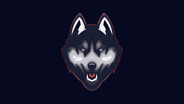 a blue and white husky with blue eyes