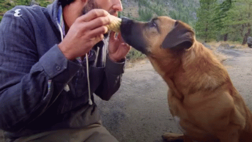 Eating Teasing GIF - Eating Teasing Dog GIFs