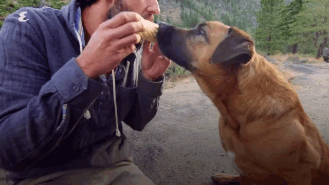 a man in a blue shirt with the letter e on the sleeve is feeding a dog a piece of food