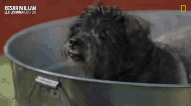 a dog in a tub with the words cesar millan better human better dog
