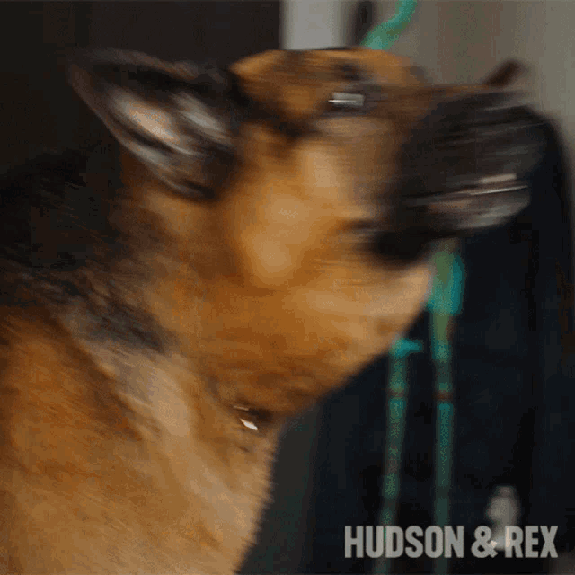a close up of a dog with the words hudson & rex on the bottom right