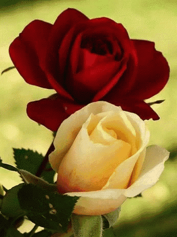 a red rose next to a white rose with green leaves