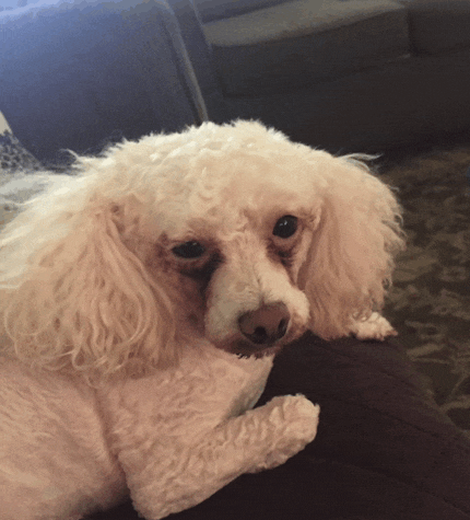 a white poodle is laying on a brown couch
