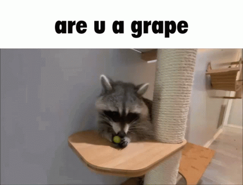 Raccoon Funny GIF - Raccoon Funny Racca GIFs