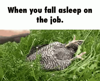 Sleepy Chicken GIF - Sleepy Chicken Job GIFs