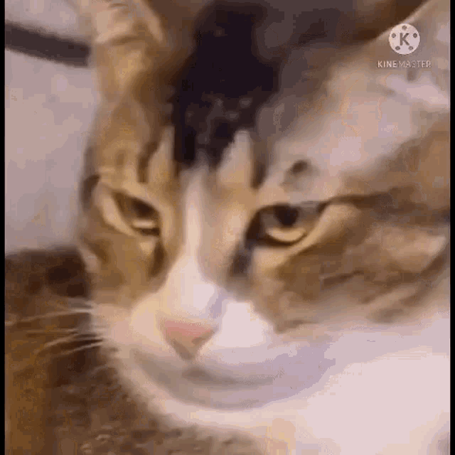 a close up of a cat 's face with a blurred background .