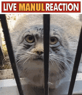 Live Manul GIF - Live Manul Reaction GIFs