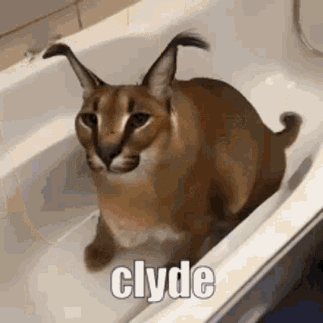 Clyde Floppa GIF - Clyde Floppa Epic GIFs