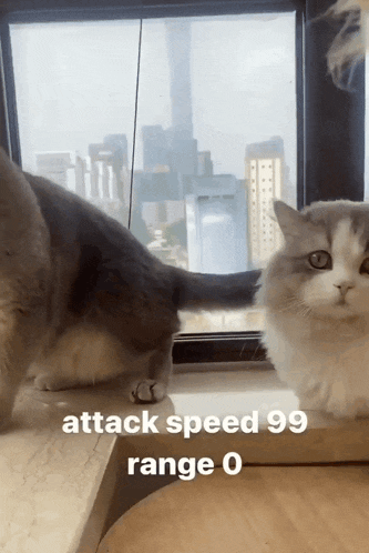 Cat Cat Attack GIF - Cat Cat Attack Attack Speed GIFs