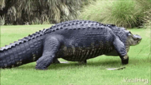 a large alligator is walking across a grassy field .