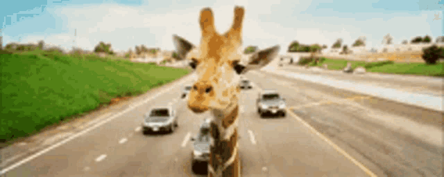 a giraffe sticking its head out of the highway