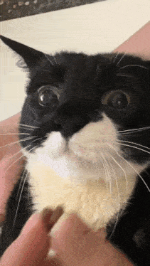 a close up of a black and white cat being petted