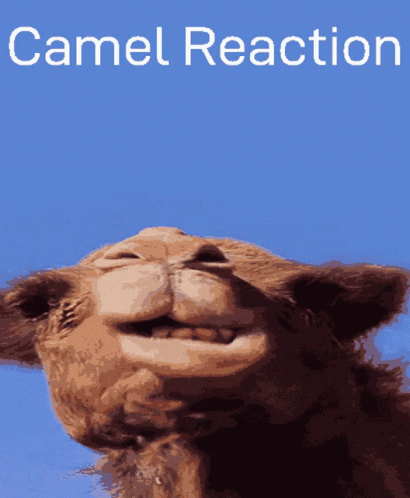 Camel Reaction Camel GIF - Camel Reaction Camel Shark Reaction GIFs