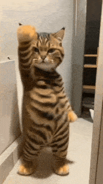 a tiger cat is standing on its hind legs with its paw up .