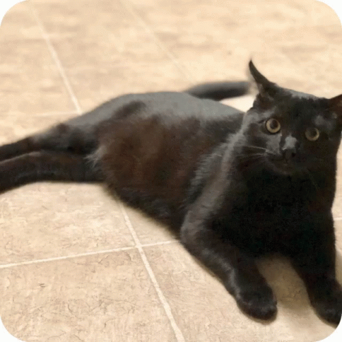 Cat Black GIF - Cat Black Mad GIFs
