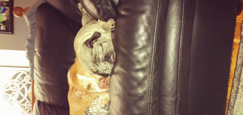 three dogs laying on a leather couch including a pug and a bulldog